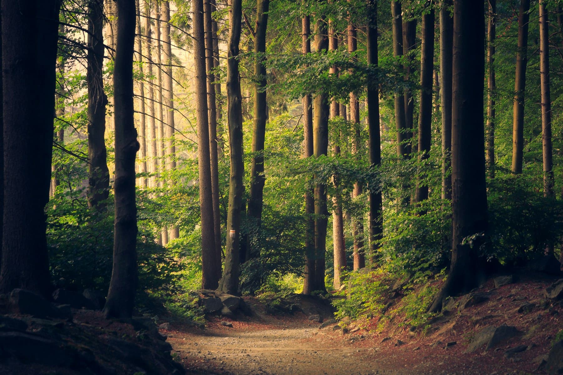 Forest road cutting through dense green canopy