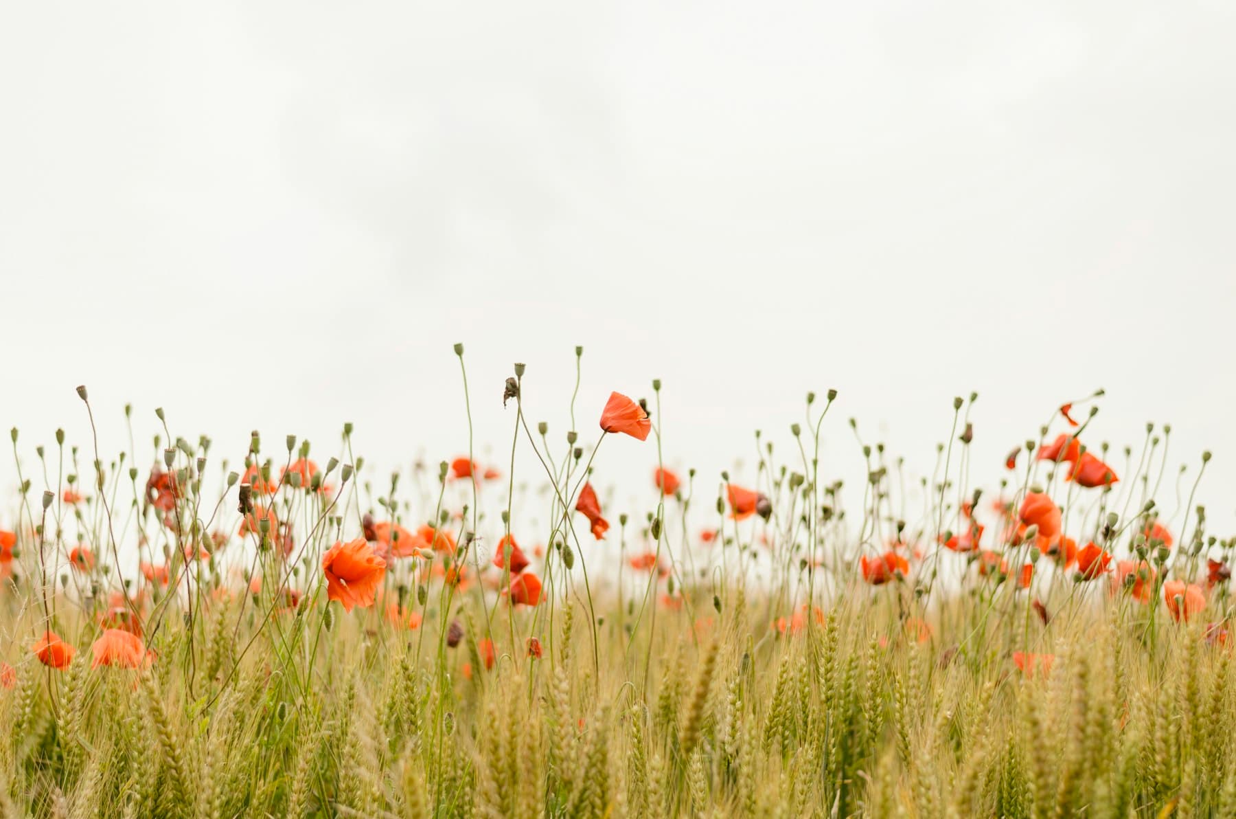 Wildflowers under a dramatic evening sky