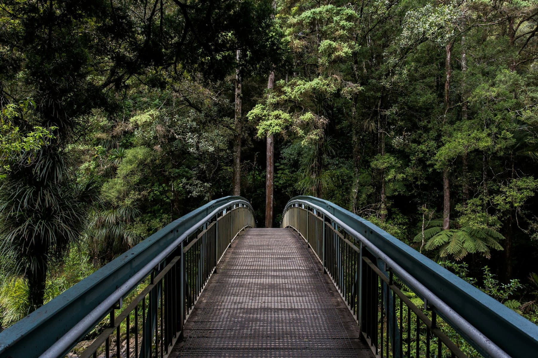 Footbridge through the forest canopy