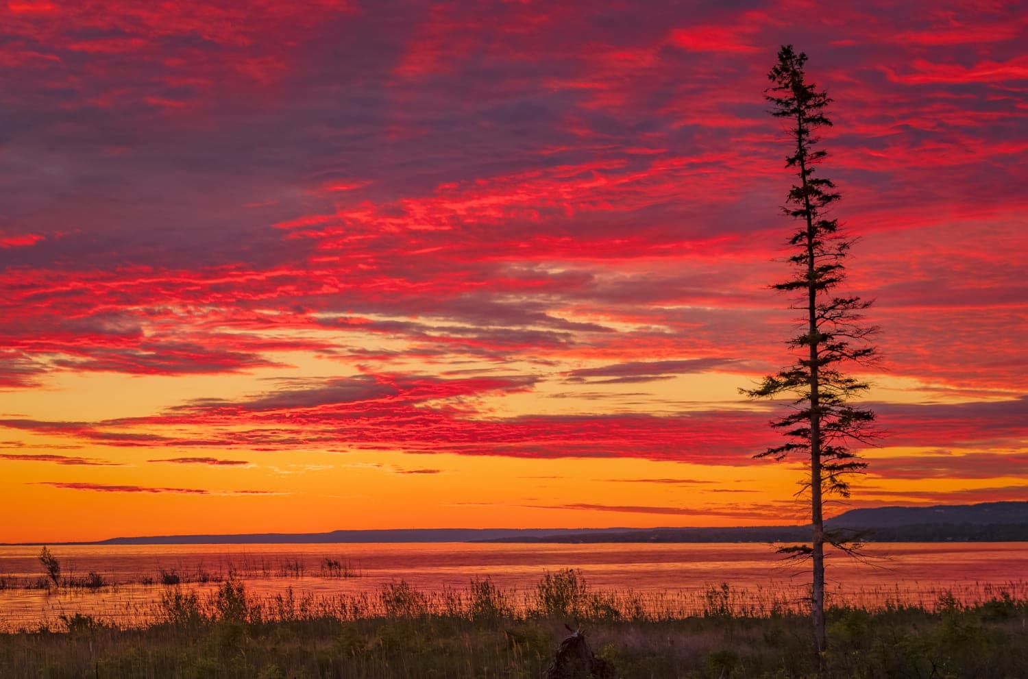 Vivid pink sunset sky behind a lone shoreline pine