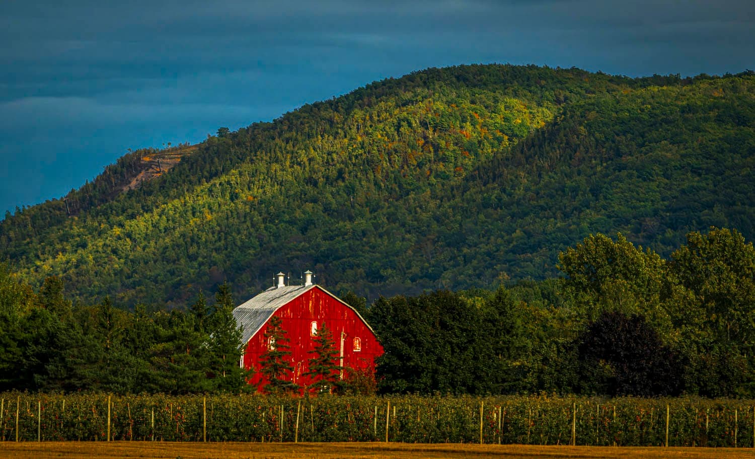 Red barn in an orchard below a forested ridge