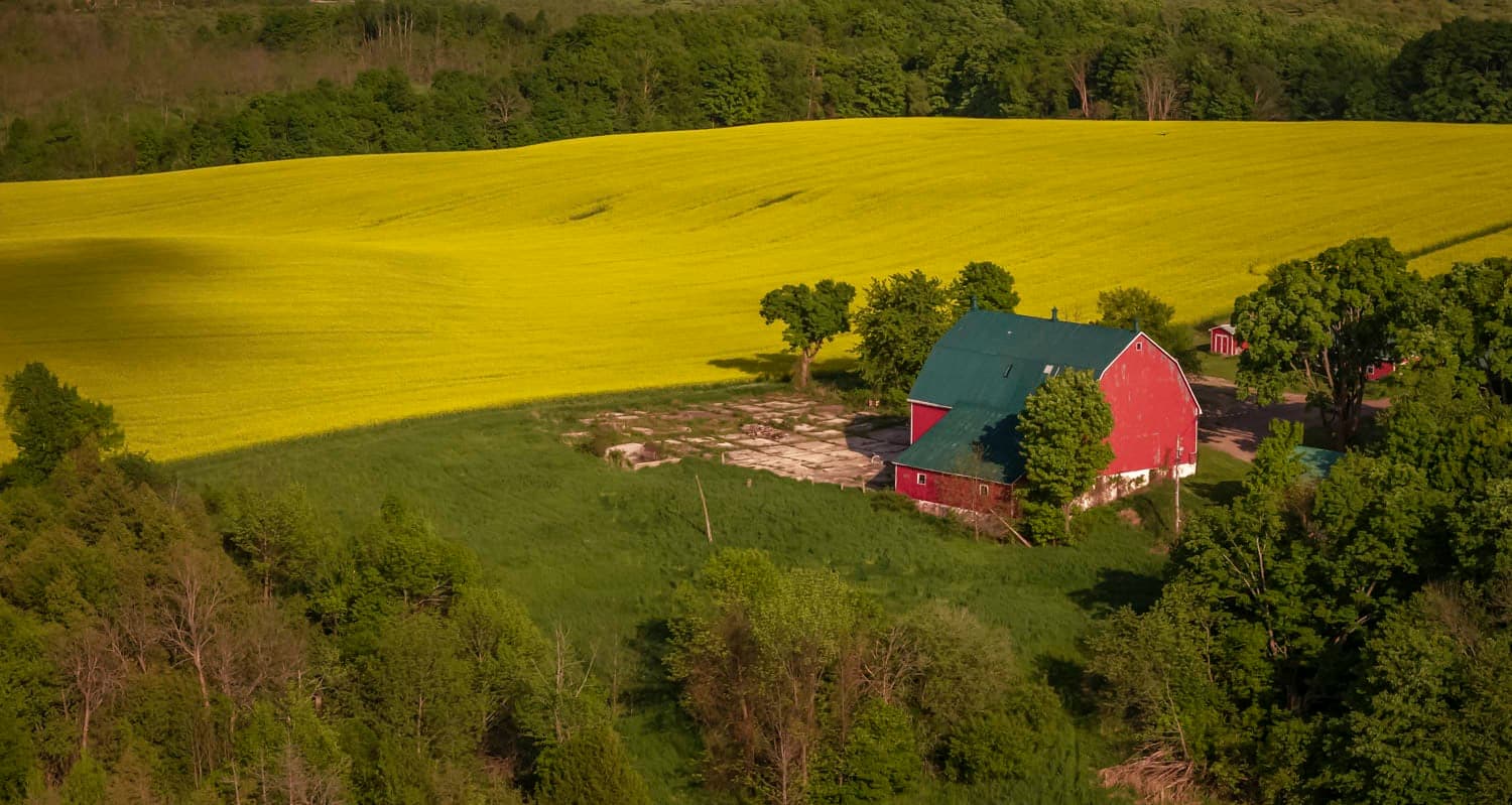 Red barn beside a canola field in full bloom
