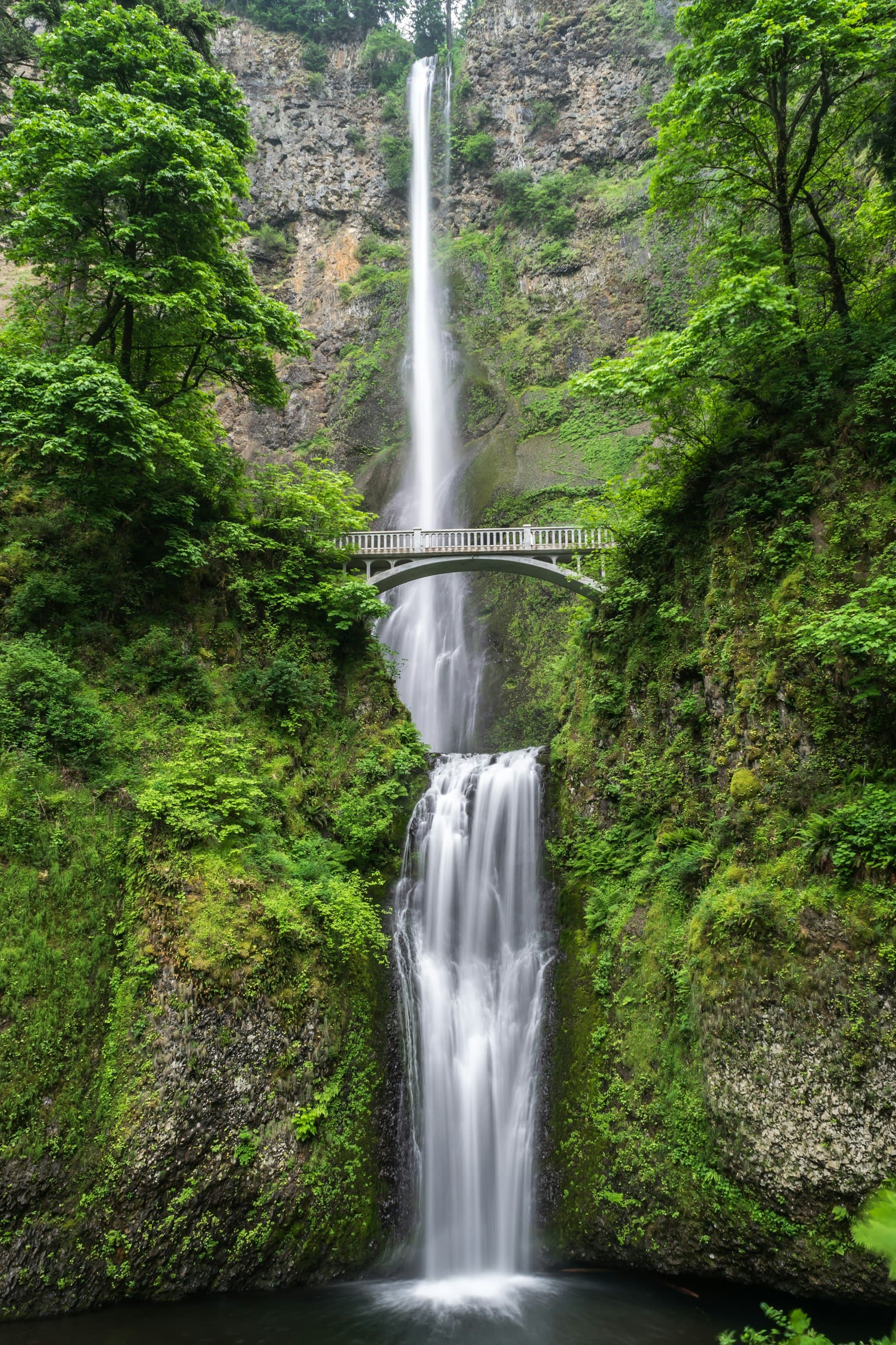 Falls and a footbridge in deep forest
