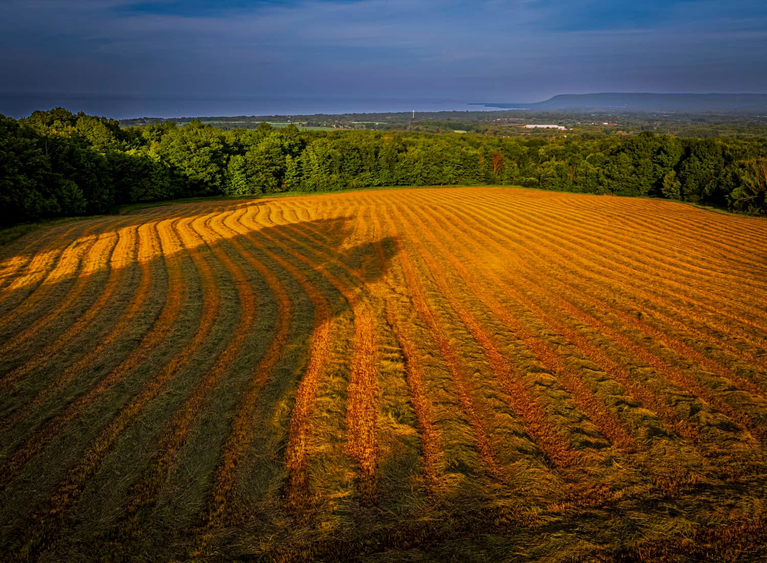 Farm field at golden hour, the photographer's aerial shadow cast across the rows, the bay in the distance
