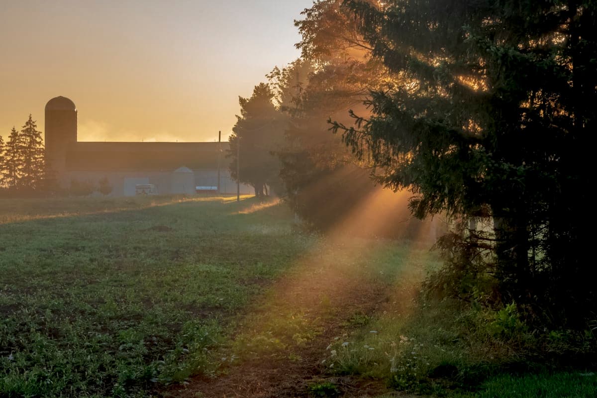 Sunrise breaking through spruce beside a farm at first light