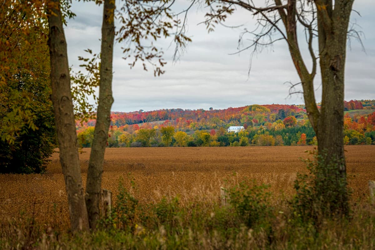 White farmhouse framed between bare tree trunks, fall colour on the hillside beyond