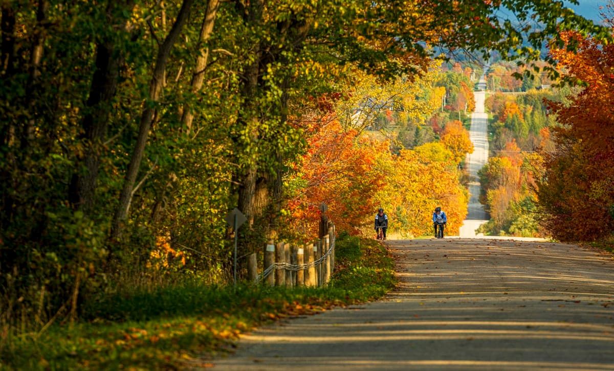 Cyclists riding down a tree-tunnel road into the valley