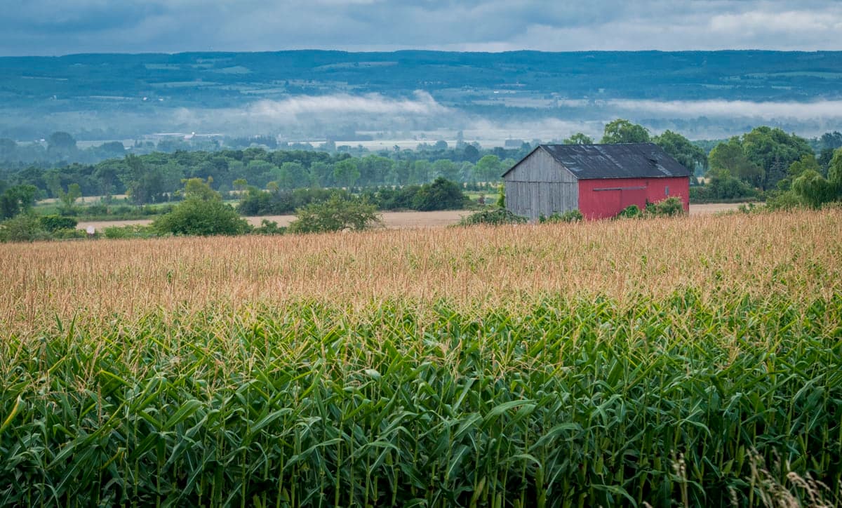 Red and grey barn beside a cornfield, misty hills behind