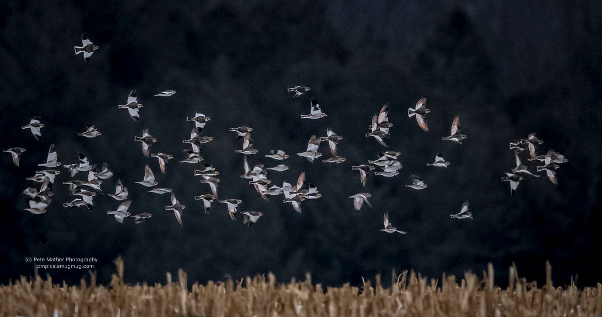 Flock of snow buntings lifting off a winter stubble field