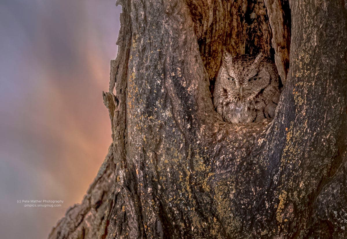 Eastern screech owl tucked into a hollow in a tree trunk