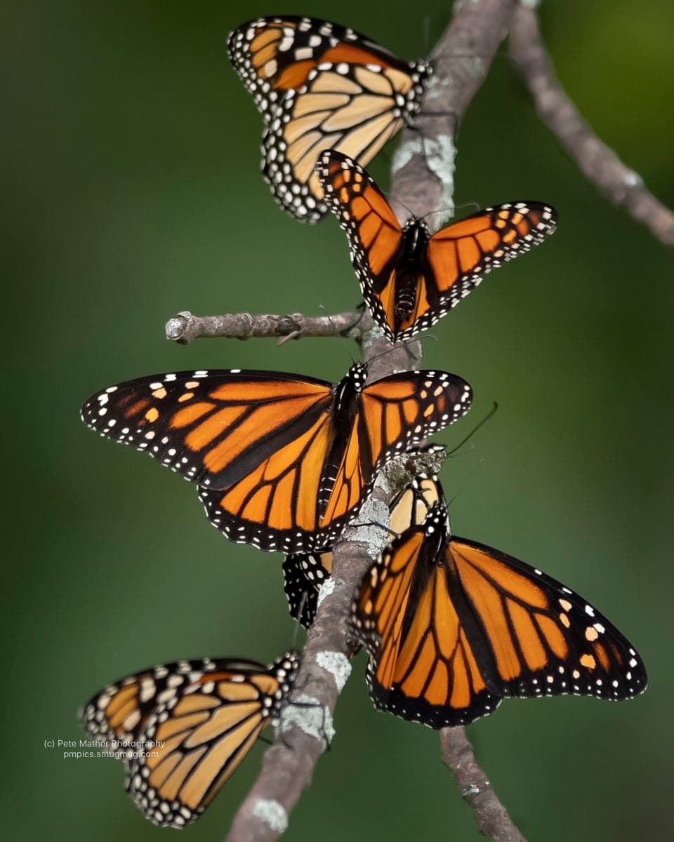 Monarch butterflies clustered along a bare branch