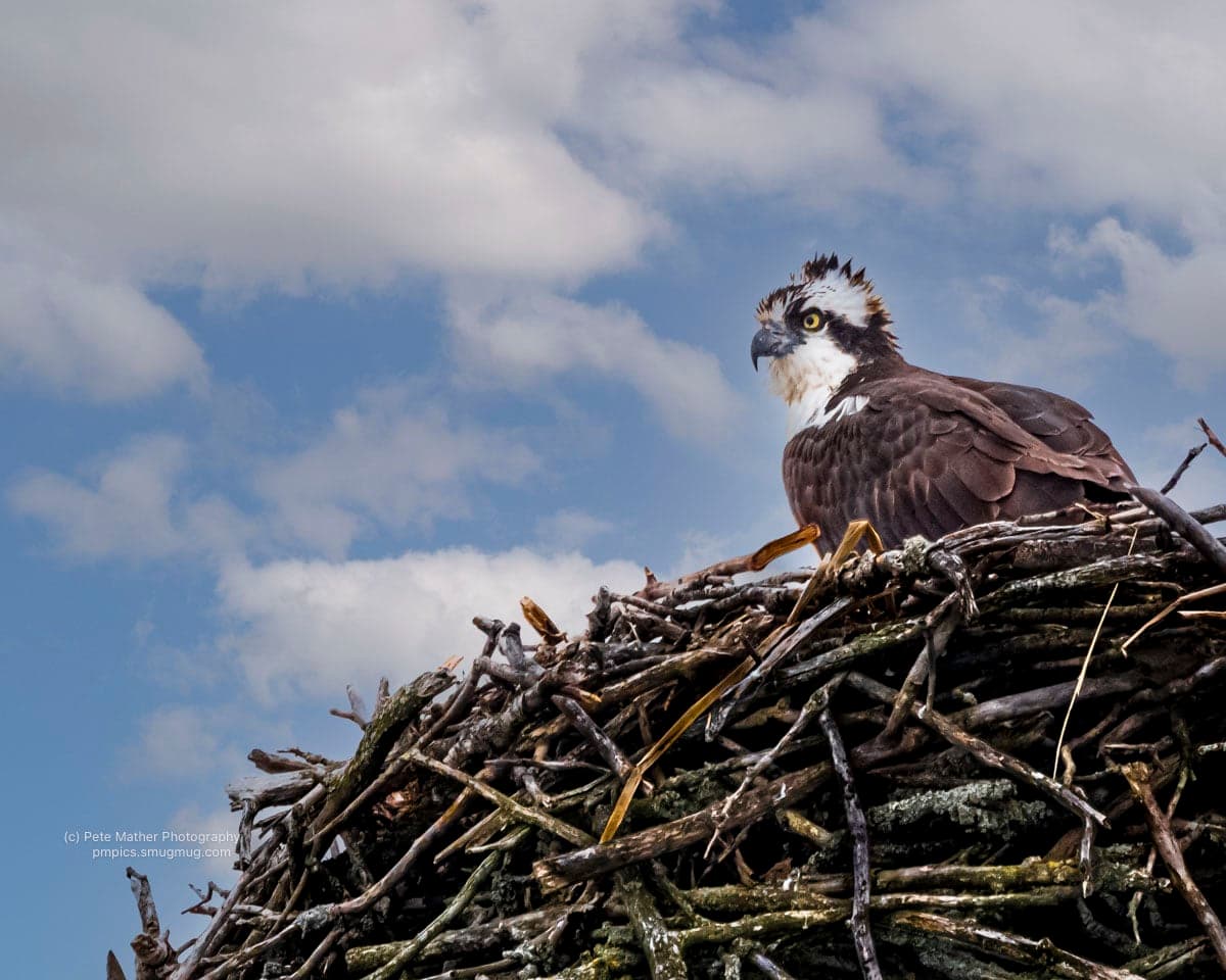 Osprey standing watch on its nest against a blue sky