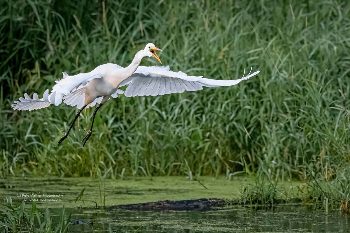 Great egret coming in to land over a green marsh