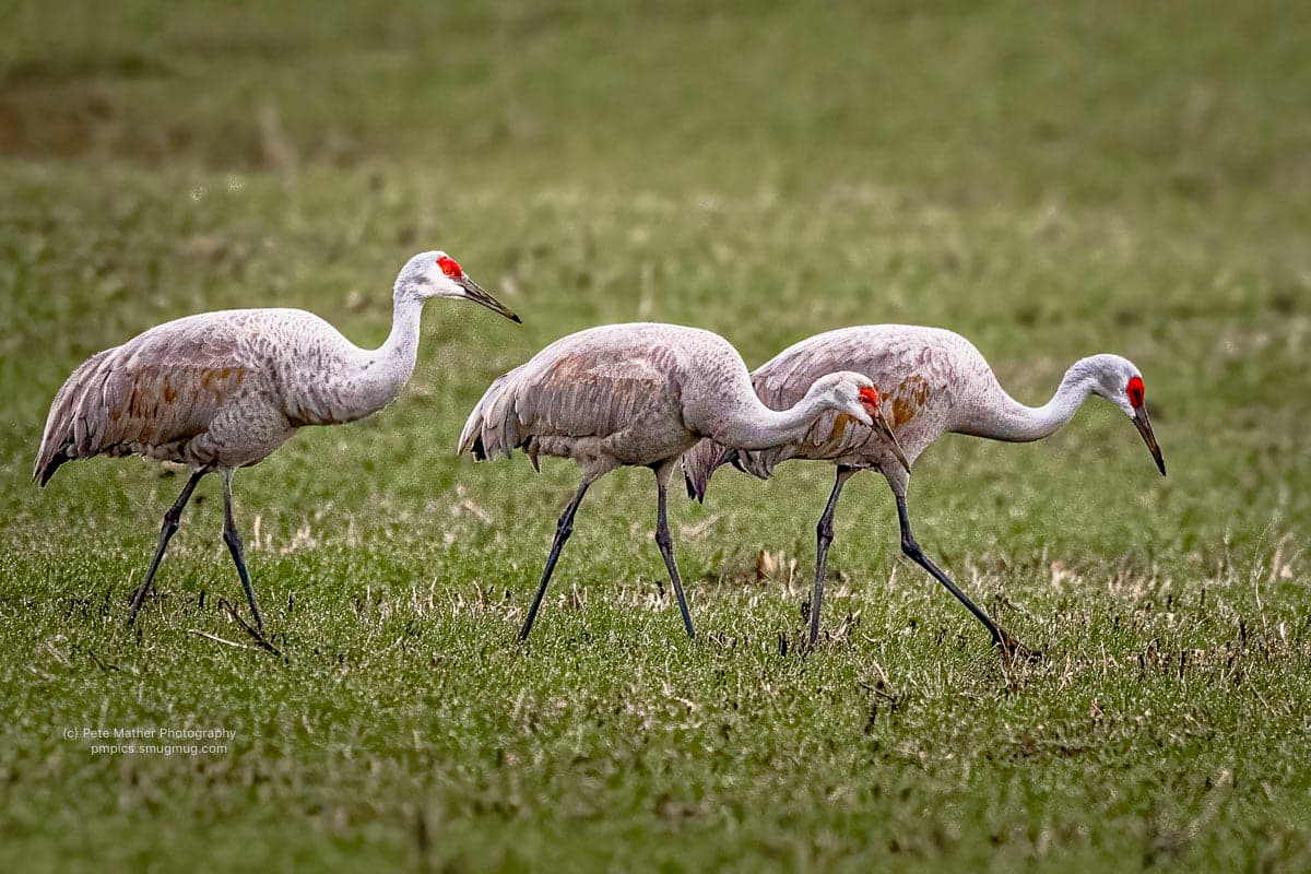 Three sandhill cranes feeding across a spring field