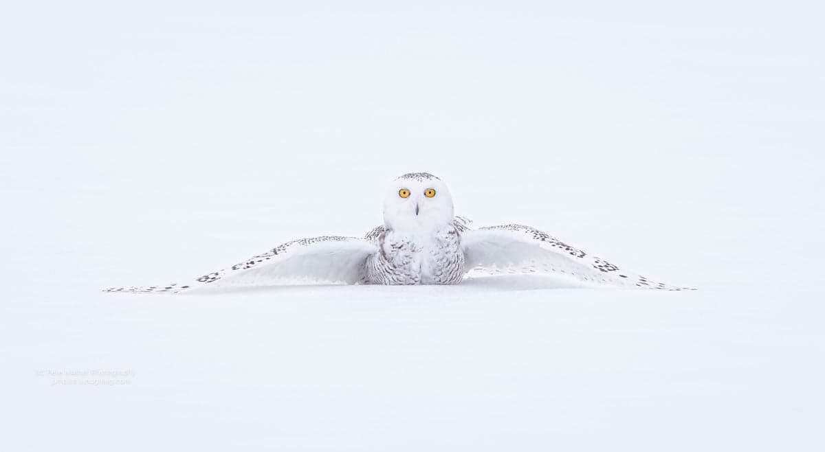 Snowy owl landing wings-spread on open snow