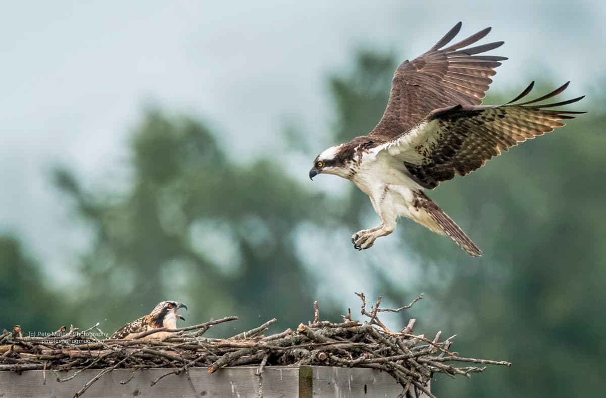 Osprey returning to the nest as its chick calls out