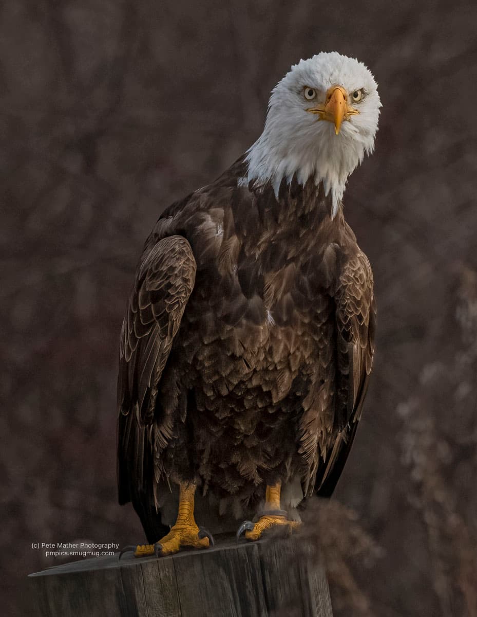 Bald eagle perched on a post, looking straight at the camera