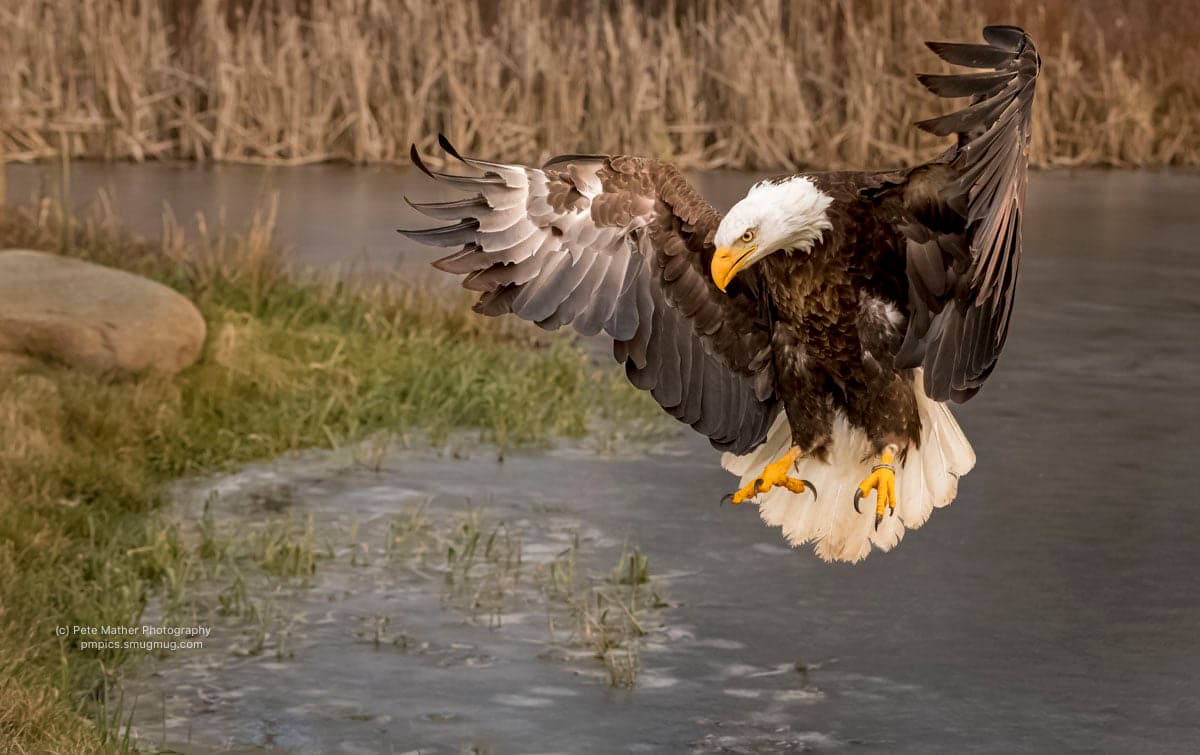 Bald eagle dropping in to land on river ice
