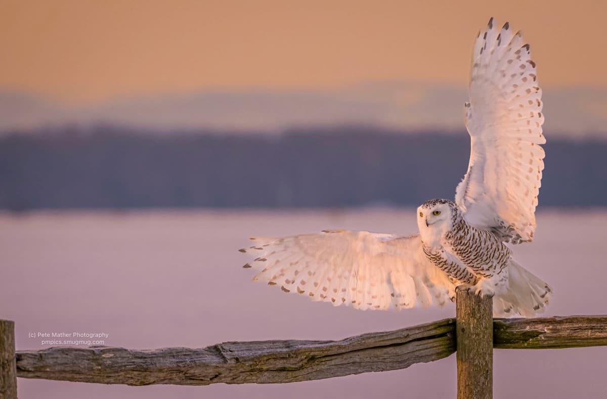 Snowy owl landing on a split-rail fence at sunset