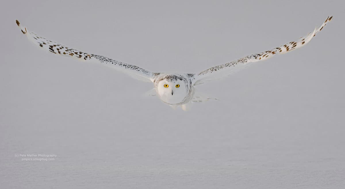 Snowy owl flying straight at the camera above the snow