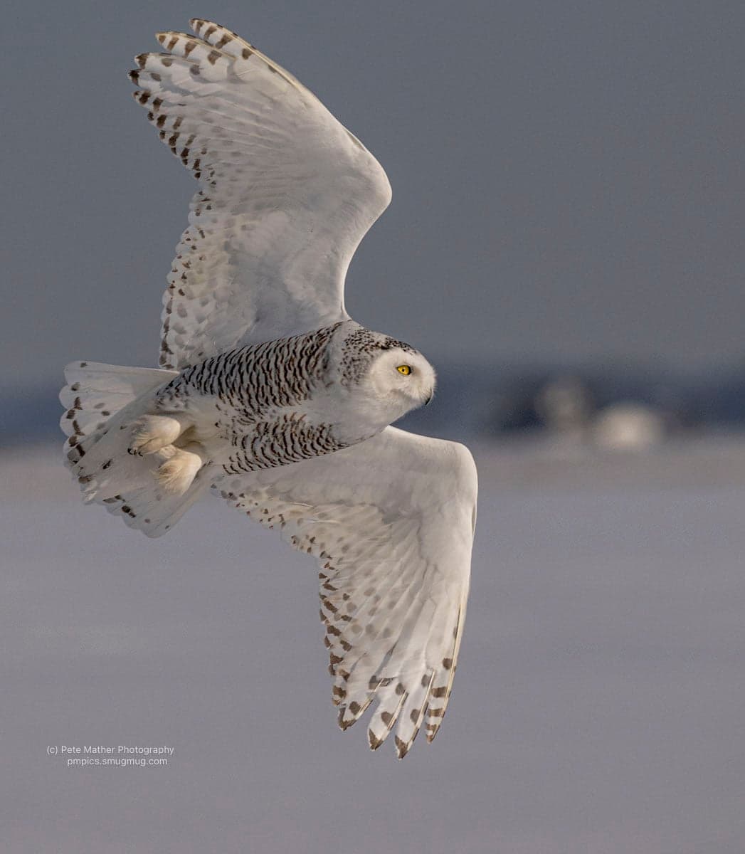 Snowy owl banking in flight over a winter field
