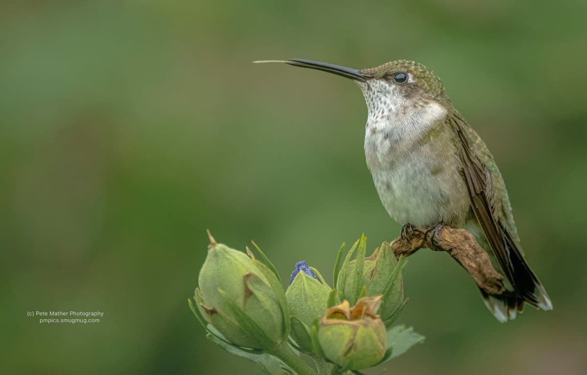 Hummingbird resting on rose of Sharon buds