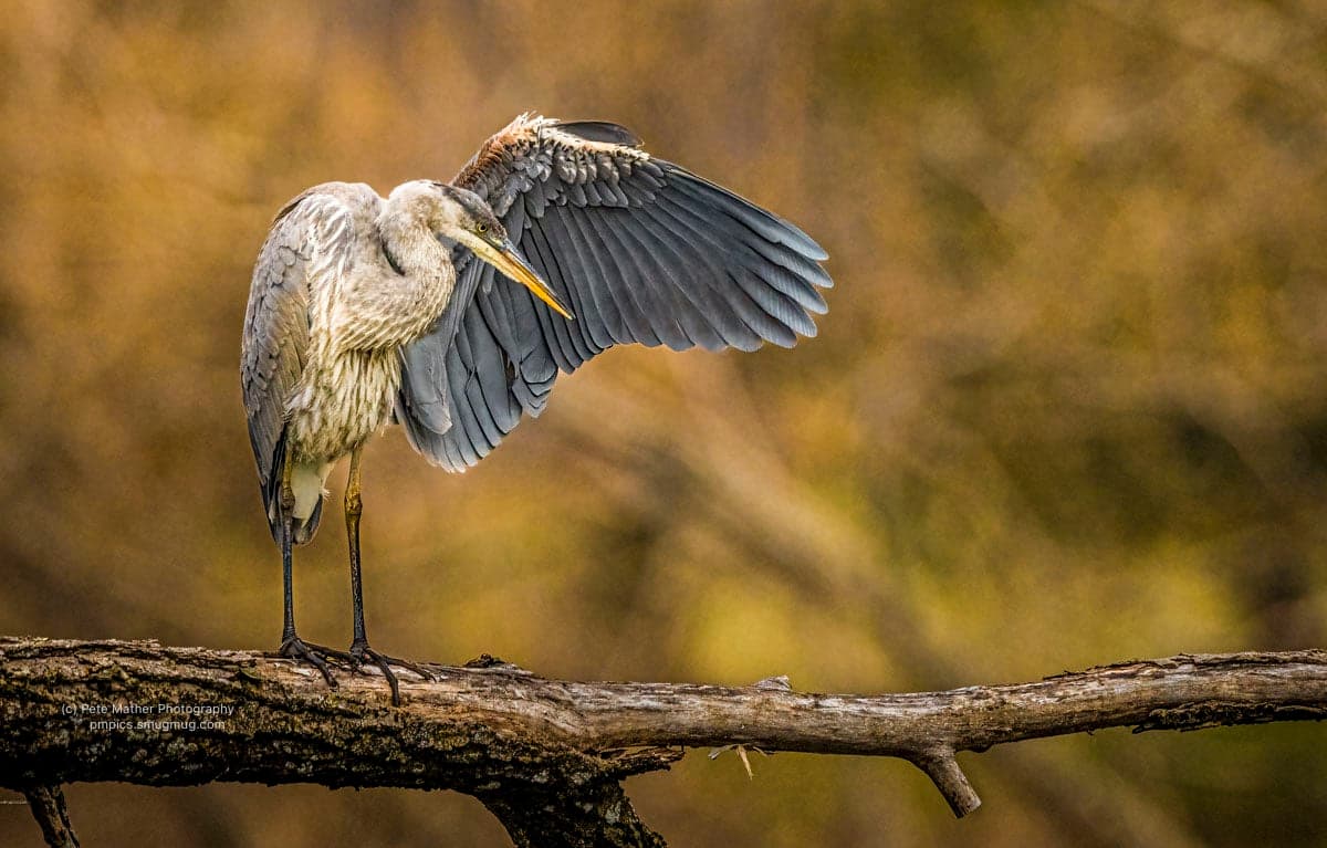 Great blue heron stretching a wing on a fallen branch