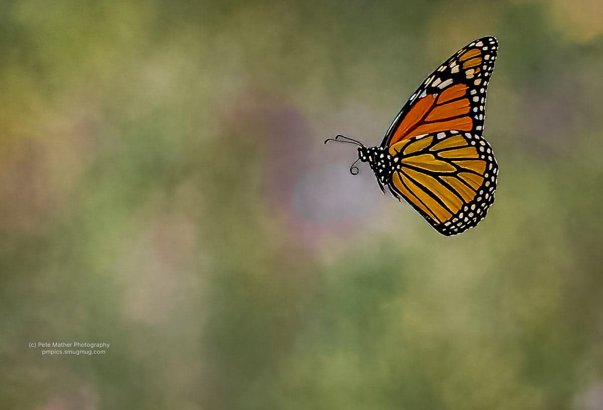 Monarch butterfly in flight against soft green