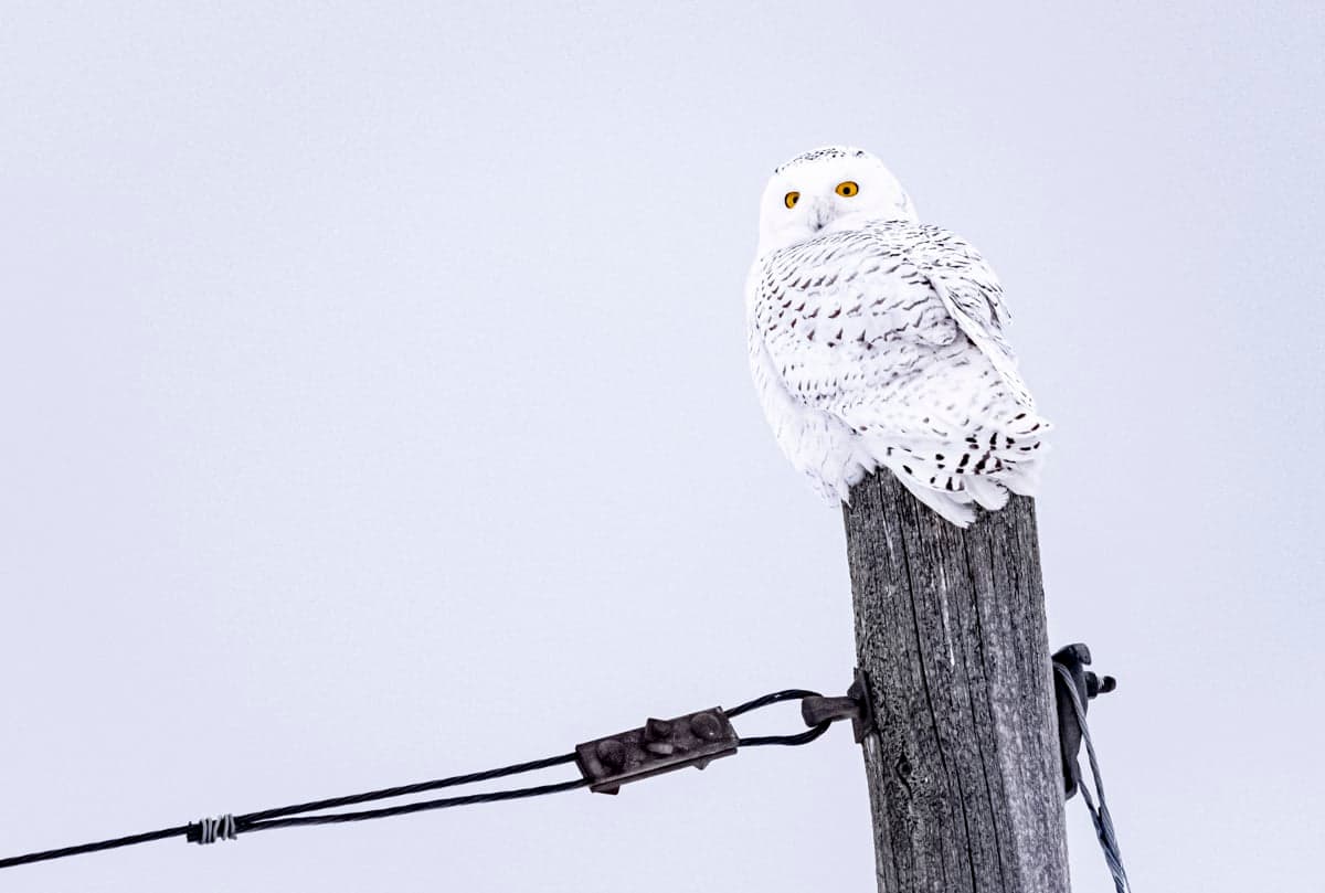 Snowy owl perched on a utility pole, watching the road