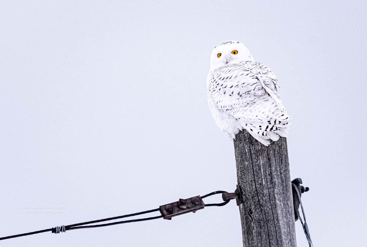Snowy owl perched on a utility pole against a pale sky